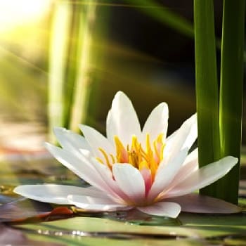 A white flower sitting on top of water.